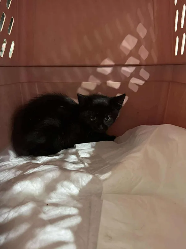 Znaleziono kota, Czartki, 21 października 2025