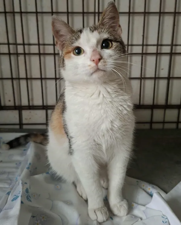 Kot do adopcji, Olsztyn, 1 listopada 2025