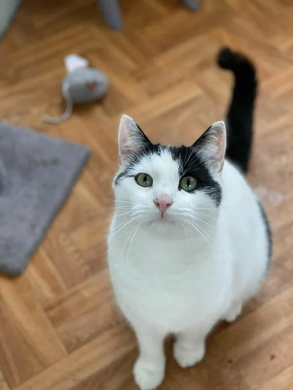 Znaleziono kota, Żywiec, 18 listopada 2025 (1/5)