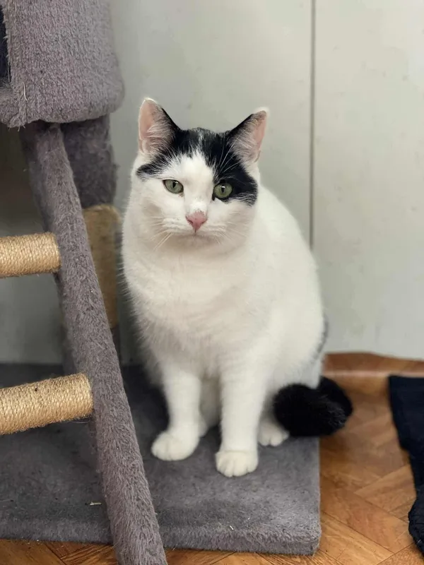 Znaleziono kota, Żywiec, 18 listopada 2025 (4/5)