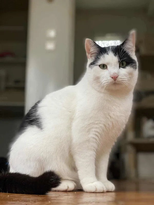 Znaleziono kota, Żywiec, 18 listopada 2025 (2/5)