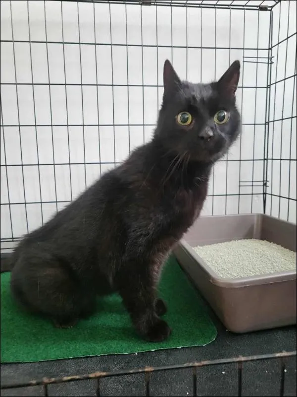 Znaleziono kota, Grudziądz, 19 listopada 2025