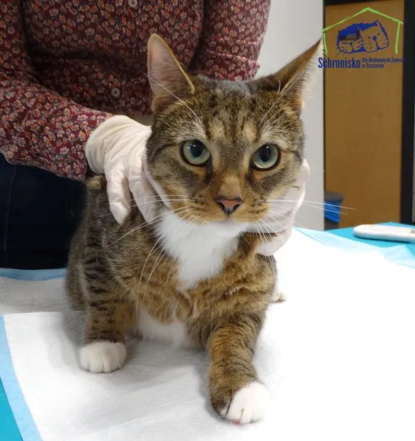 Znaleziono kota, Szczecin, 18 listopada 2025