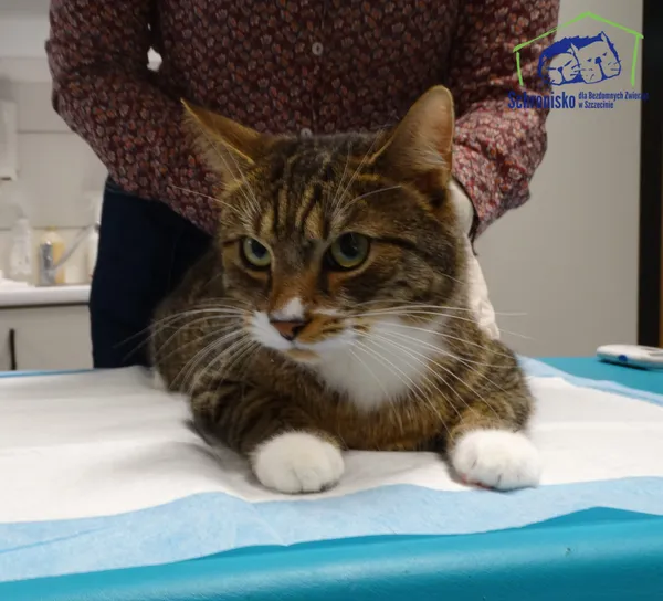 Znaleziono kota, Szczecin, 18 listopada 2025