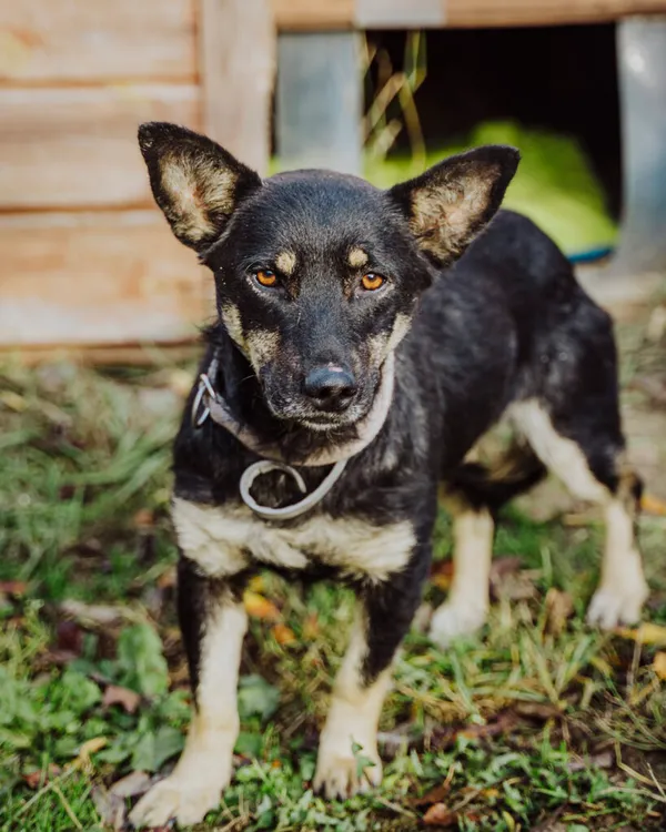 Pies do adopcji, Korabiewice, 18 listopada 2025 (1/5)