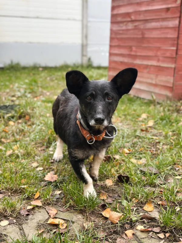 Pies do adopcji, Korabiewice, 18 listopada 2025 (1/5)