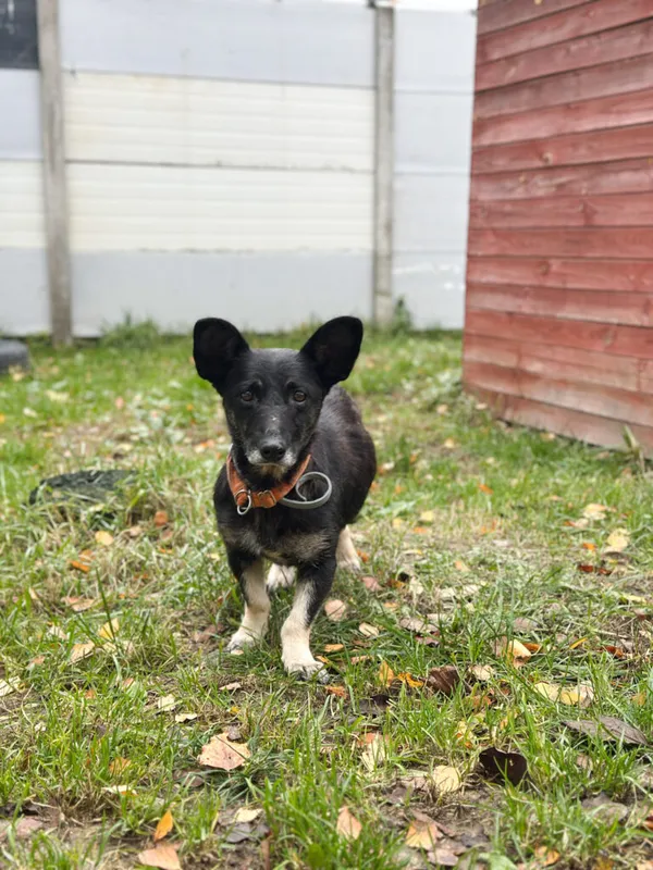 Pies do adopcji, Korabiewice, 18 listopada 2025 (3/5)