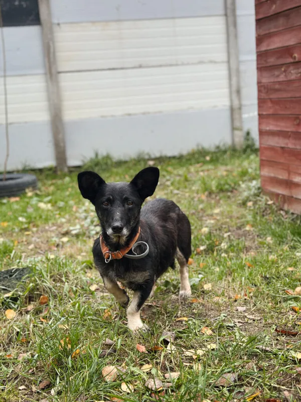 Pies do adopcji, Korabiewice, 18 listopada 2025 (4/5)