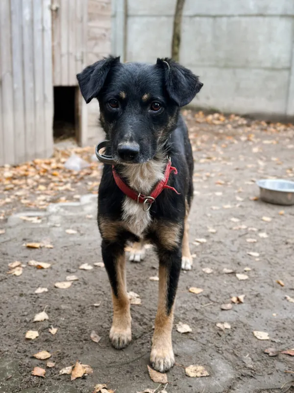 Pies do adopcji, Korabiewice, 18 listopada 2025 (1/4)