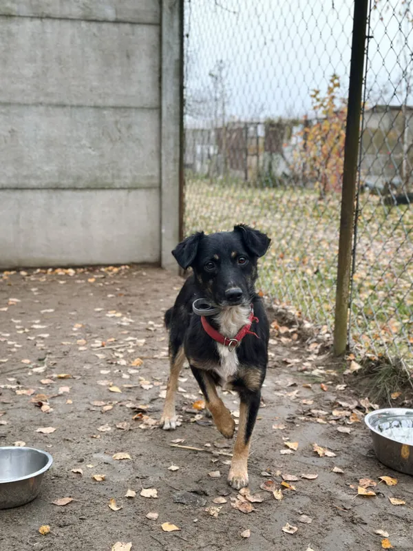 Pies do adopcji, Korabiewice, 18 listopada 2025 (2/4)