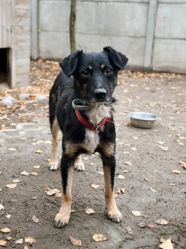 Pies do adopcji, Korabiewice, 18 listopada 2025 (3/4)