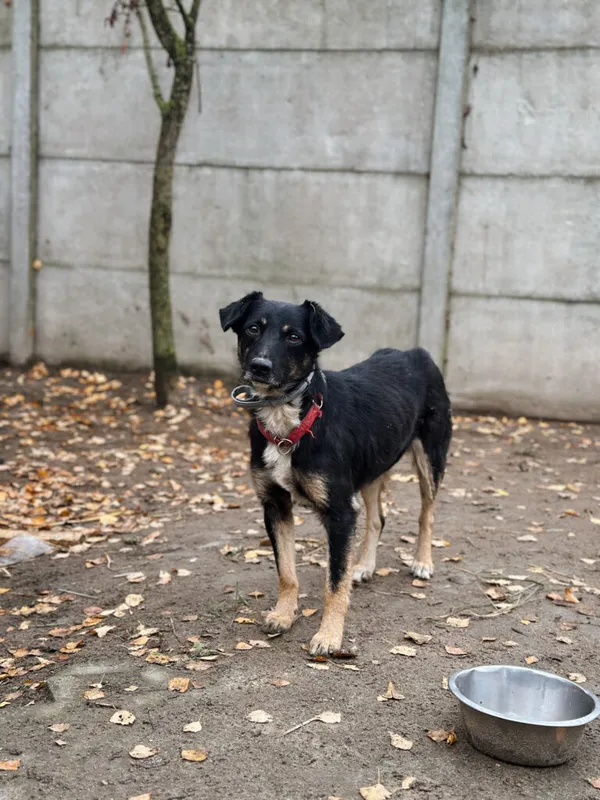 Pies do adopcji, Korabiewice, 18 listopada 2025 (4/4)