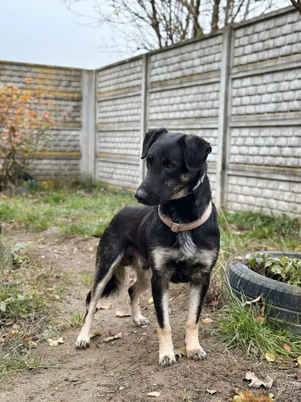 Pies do adopcji, Korabiewice, 18 listopada 2025 (2/5)