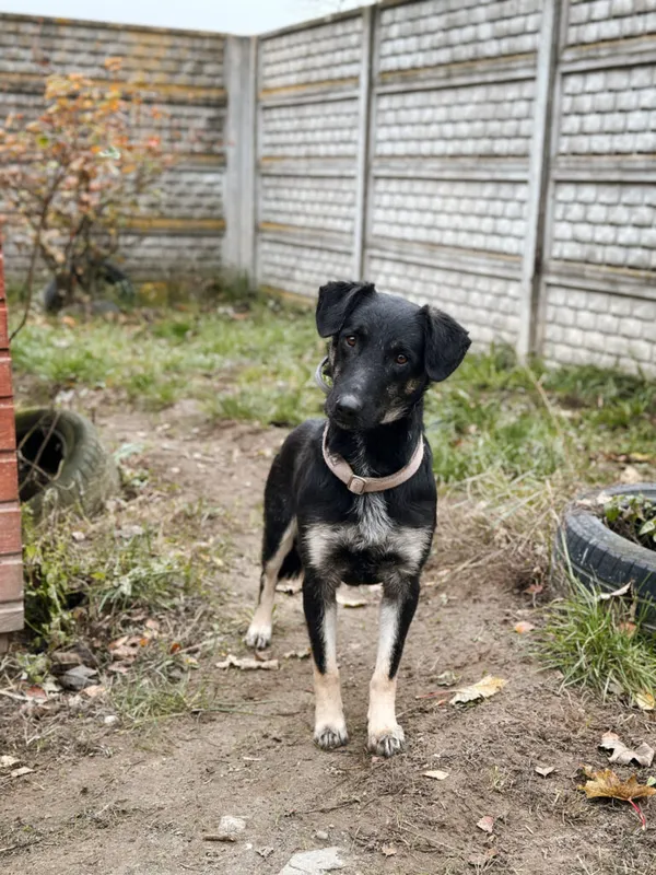 Pies do adopcji, Korabiewice, 18 listopada 2025 (3/5)