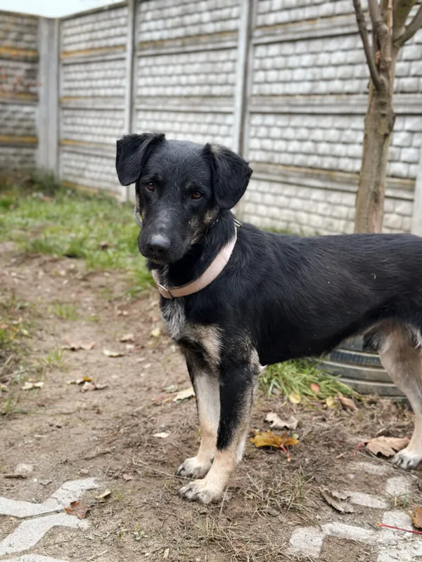 Pies do adopcji, Korabiewice, 18 listopada 2025 (4/5)