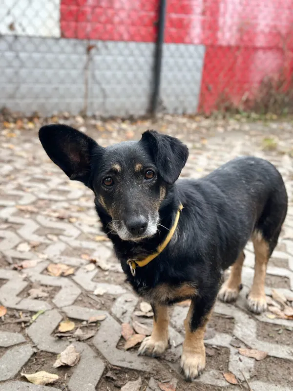 Pies do adopcji, Korabiewice, 18 listopada 2025 (2/5)