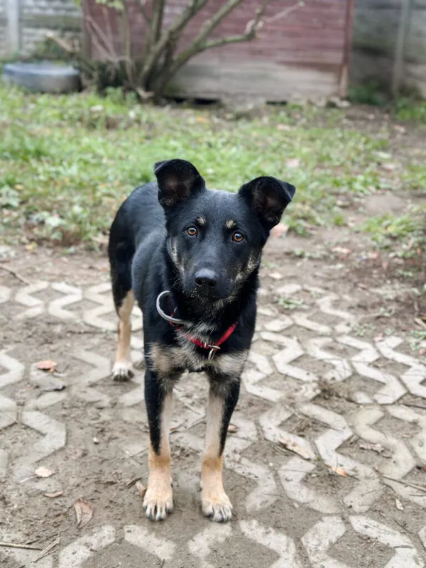 Pies do adopcji, Korabiewice, 18 listopada 2025 (2/4)