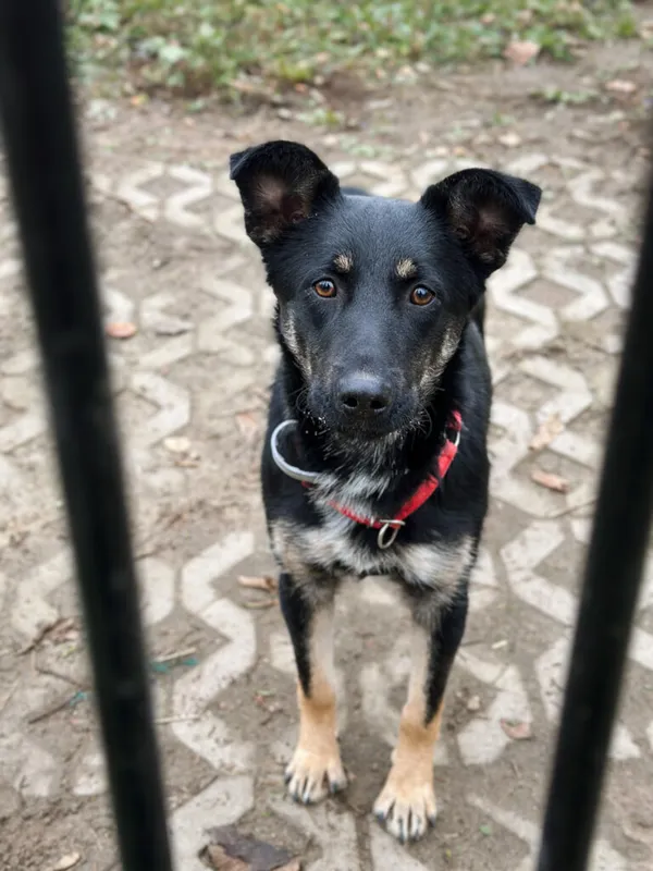 Pies do adopcji, Korabiewice, 18 listopada 2025 (4/4)