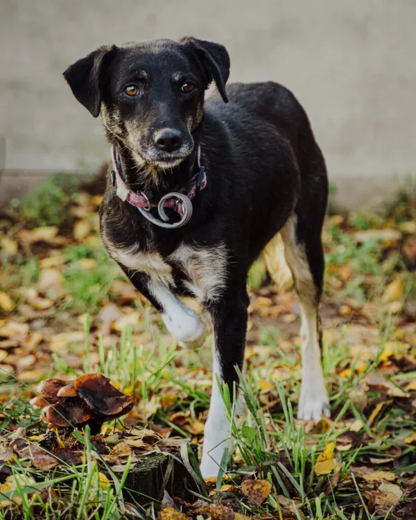 Pies do adopcji, Korabiewice, 18 listopada 2025 (1/5)