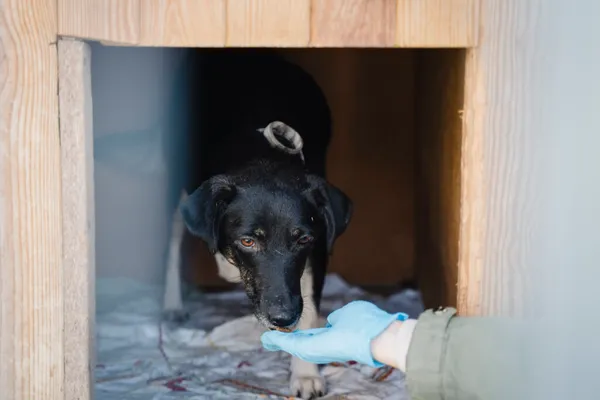 Pies do adopcji, Korabiewice, 18 listopada 2025 (2/5)