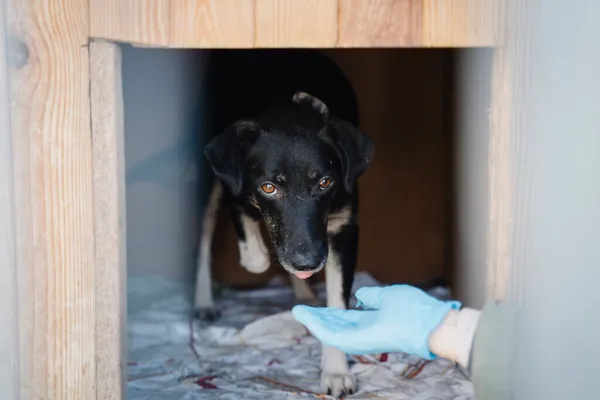 Pies do adopcji, Korabiewice, 18 listopada 2025 (3/5)