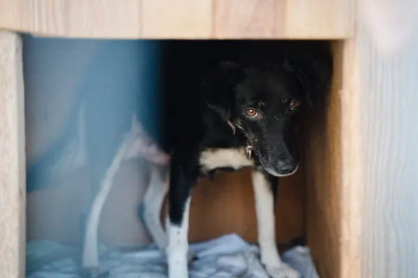 Pies do adopcji, Korabiewice, 18 listopada 2025 (4/5)