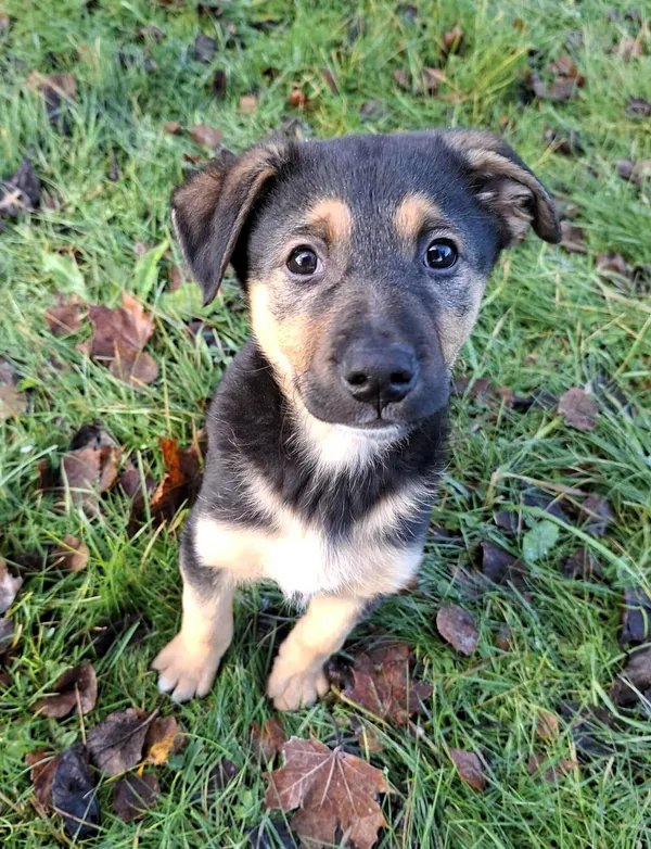 Pies do adopcji, Olsztyn, 12 listopada 2025 (1/2)