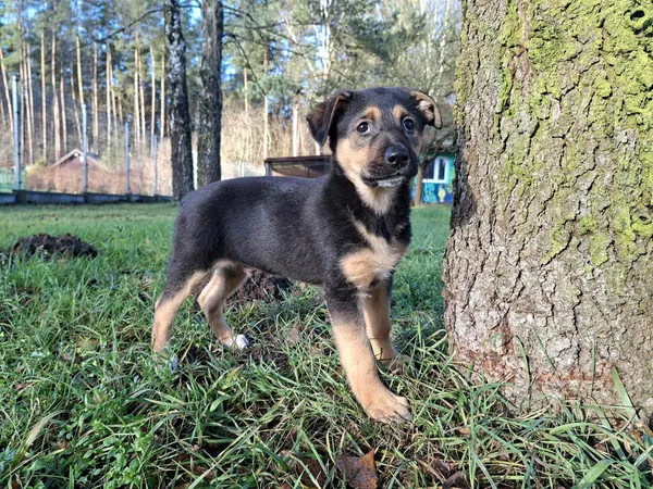 Pies do adopcji, Olsztyn, 12 listopada 2025 (2/2)