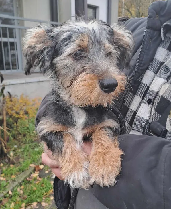 Pies do adopcji, Olsztyn, 29 października 2025 (4/4)