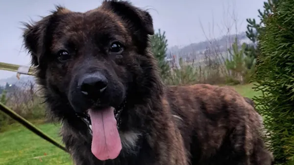 Znaleziono psa, Tatary, 24 października 2025 (1/3)