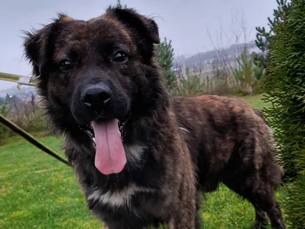 Znaleziono psa, Tatary, 24 października 2025 (3/3)