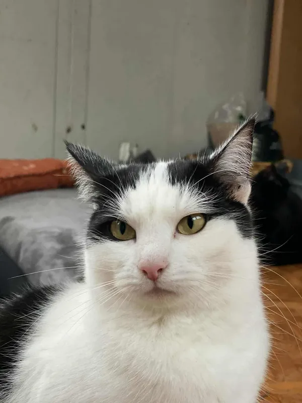 Znaleziono kota, Żywiec, 18 listopada 2025 (4/5)