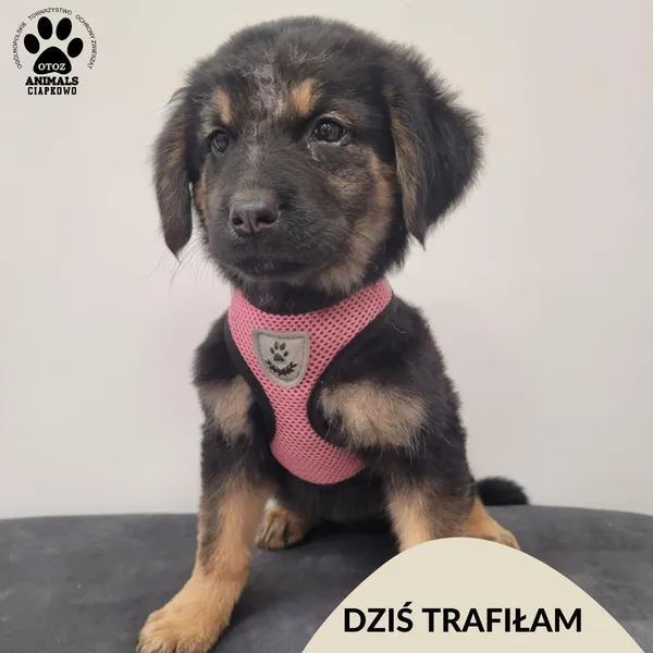 Znaleziono psa, Gdynia, 17 listopada 2025