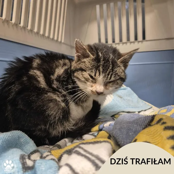 Znaleziono kota, Gdynia, 9 listopada 2025