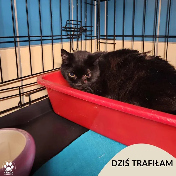 Znaleziono kota, Gdynia, 6 listopada 2025