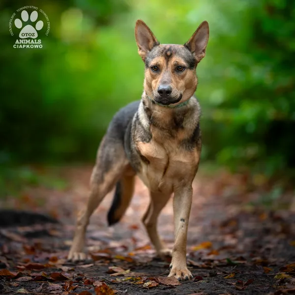 Pies do adopcji, Gdynia, 19 listopada 2025 (2/4)