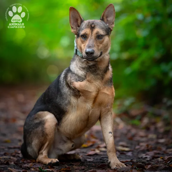 Pies do adopcji, Gdynia, 19 listopada 2025 (3/4)