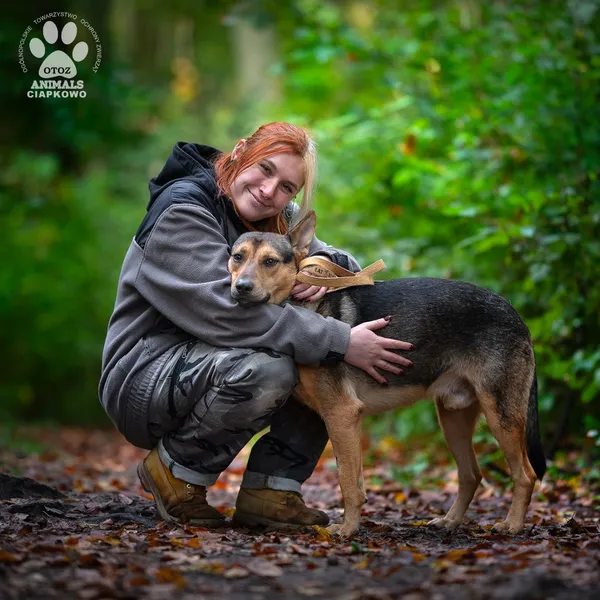 Pies do adopcji, Gdynia, 19 listopada 2025 (4/4)