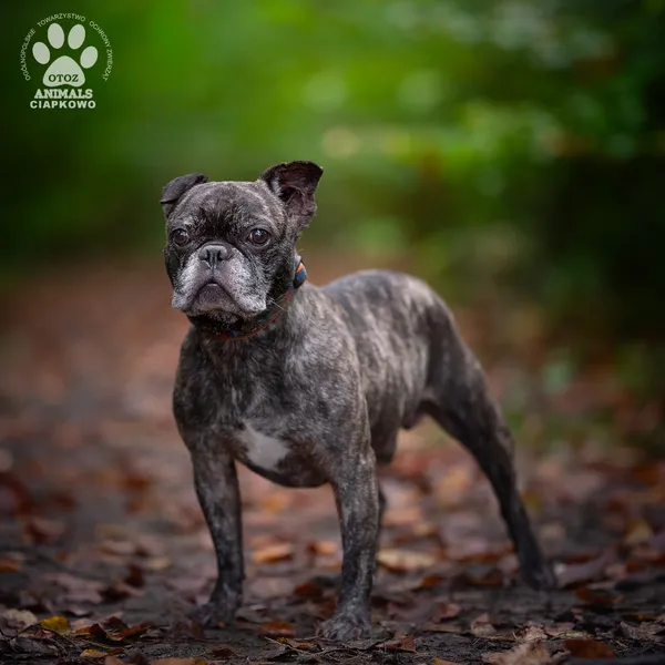 Pies do adopcji, Gdynia, 19 listopada 2025 (2/4)