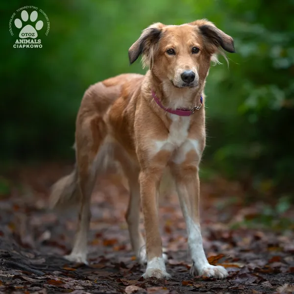 Pies do adopcji, Gdynia, 19 listopada 2025 (2/4)