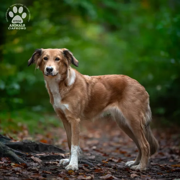 Pies do adopcji, Gdynia, 19 listopada 2025 (4/4)