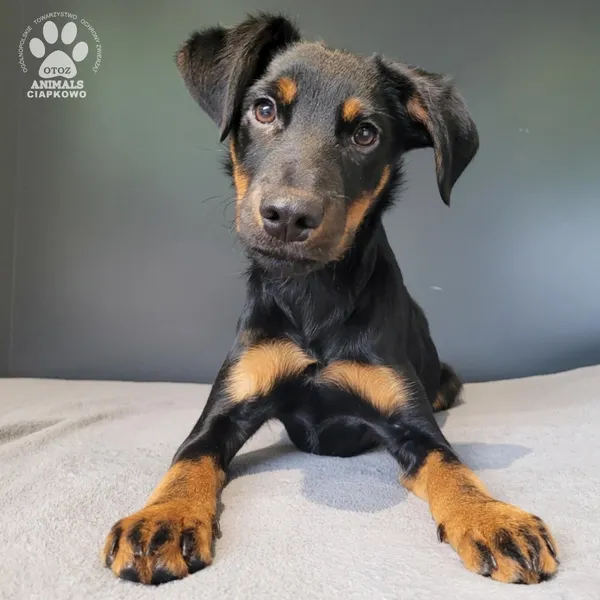 Pies do adopcji, Gdynia, 19 listopada 2025 (2/4)