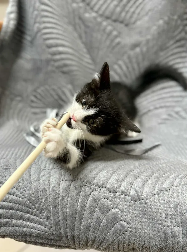 Kot do adopcji, Jelenia Góra, 11 listopada 2025 (2/3)