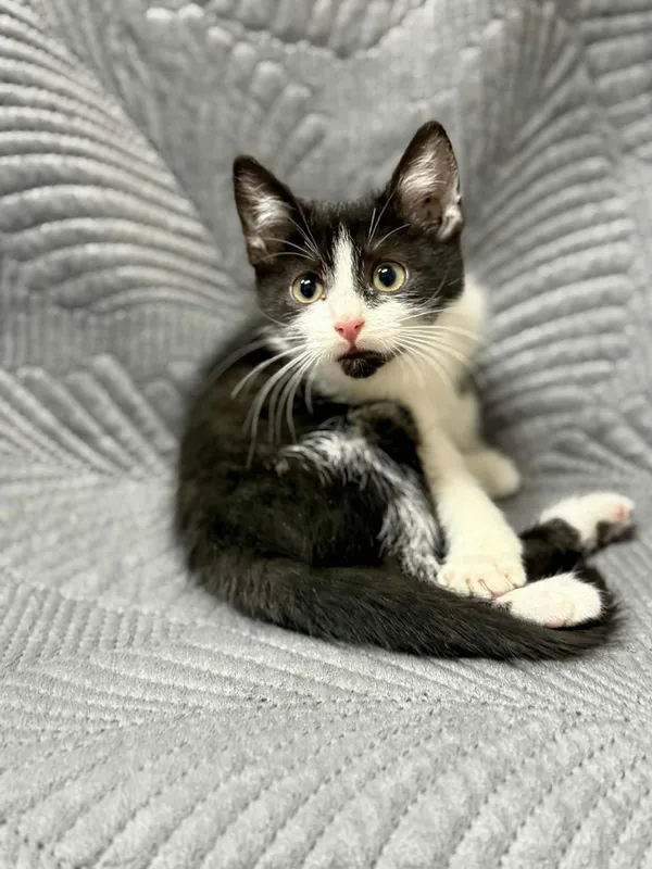 Kot do adopcji, Jelenia Góra, 11 listopada 2025 (3/3)