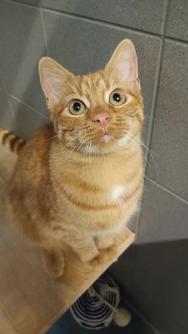 Kot do adopcji, Sopot, 19 listopada 2025 (1/2)