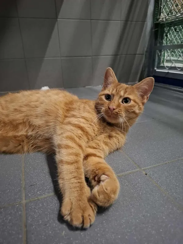 Kot do adopcji, Sopot, 19 listopada 2025 (2/2)