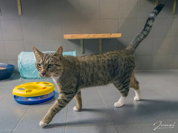 Kot do adopcji, Sopot, 19 listopada 2025 (1/2)