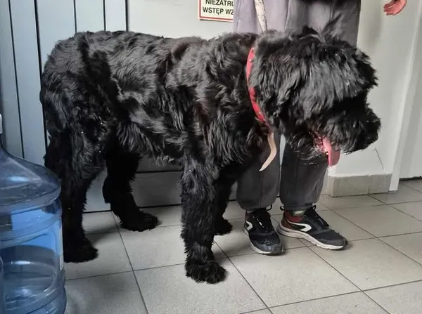 Znaleziono psa, Lublin, 18 listopada 2025