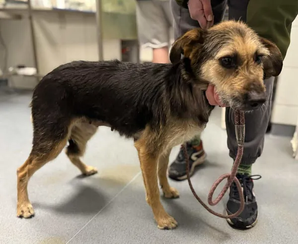 Znaleziono psa, Lublin, 18 listopada 2025