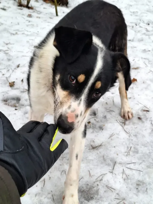 Pies do adopcji, Milanówek, 15 lutego 2026 (3/5)